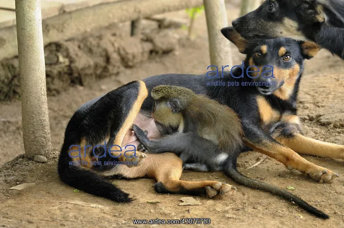  : Young guenon sucking a bitch have adopted