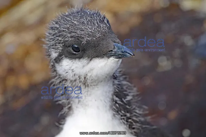 : Young guillemot, cute, bird rock, Hornnya, Vardn : Young guillemot, cute, bird rock, Hornnya, Vardn