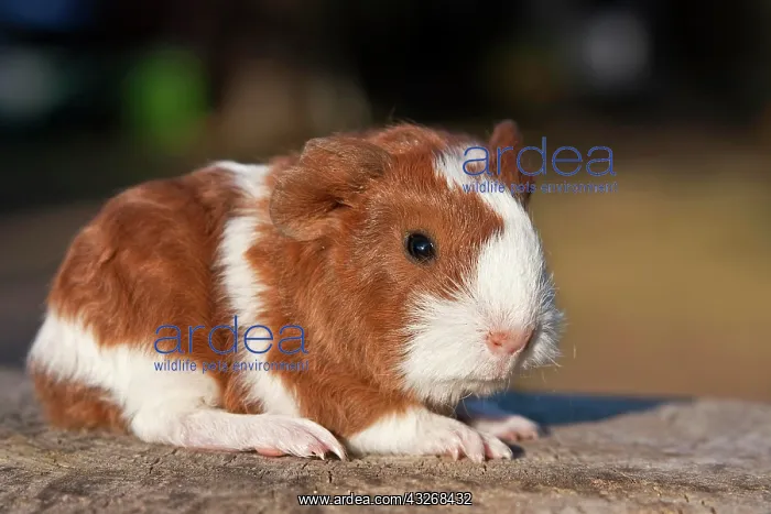 : Young guinea pig (Cavia porcellus) : Young guinea pig (Cavia porcellus)
