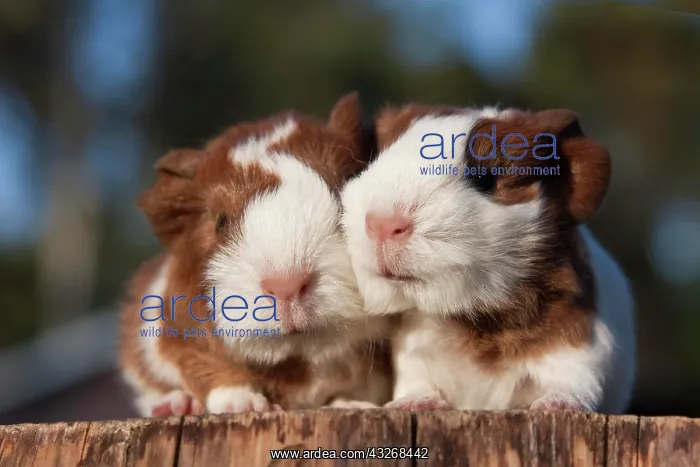 : Two young guinea pigs (Cavia porcellus) : Two young guinea pigs (Cavia porcellus)