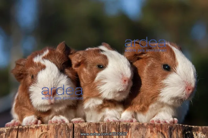  : Three young guinea pigs (Cavia porcellus), triplets