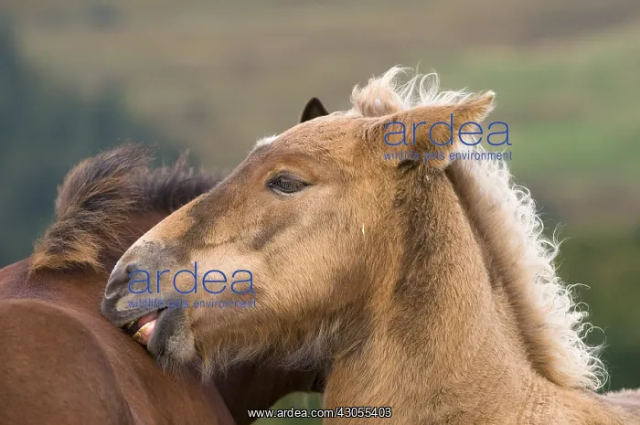 : A young Haflinger scratching the back of another pre Hohneck : A young Haflinger scratching the back of another pre Hohneck