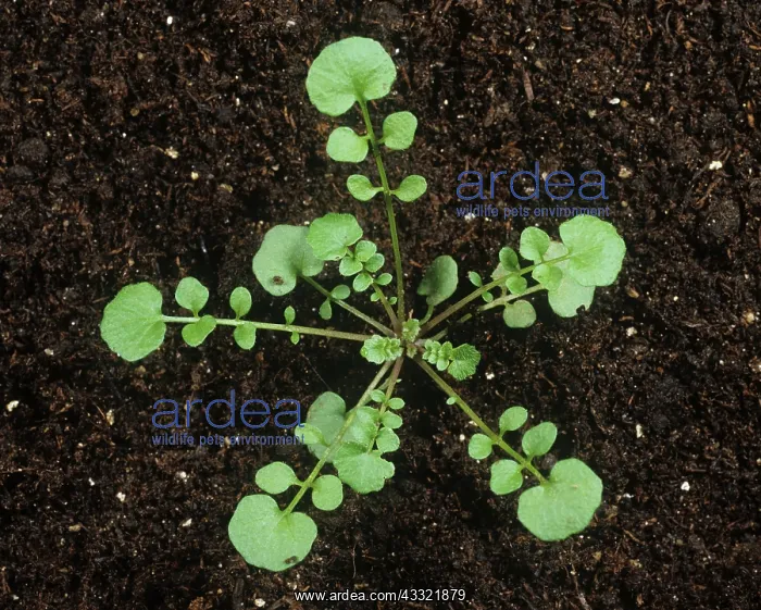 : Young hairy bittercress : Young hairy bittercress