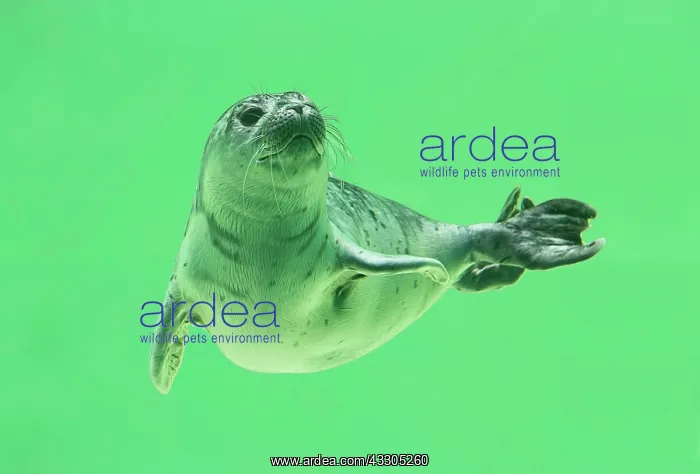 : Young Harbor seal (Phoca vitulina) diving in water : Young Harbor seal (Phoca vitulina) diving in water