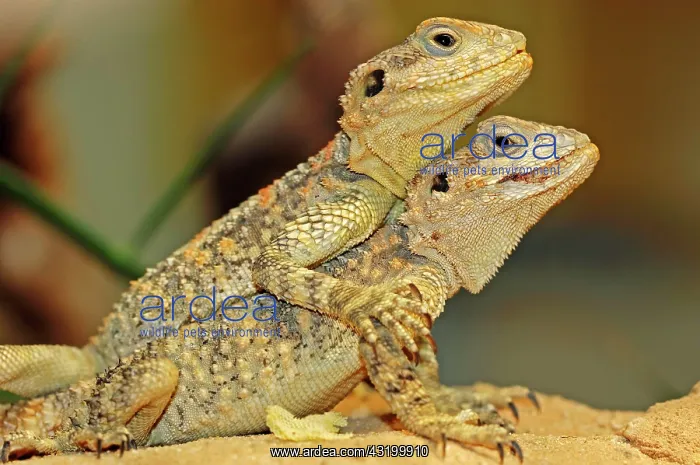 : Two young Hardun Agamas (Agama stellio, Laudakia : Two young Hardun Agamas (Agama stellio, Laudakia