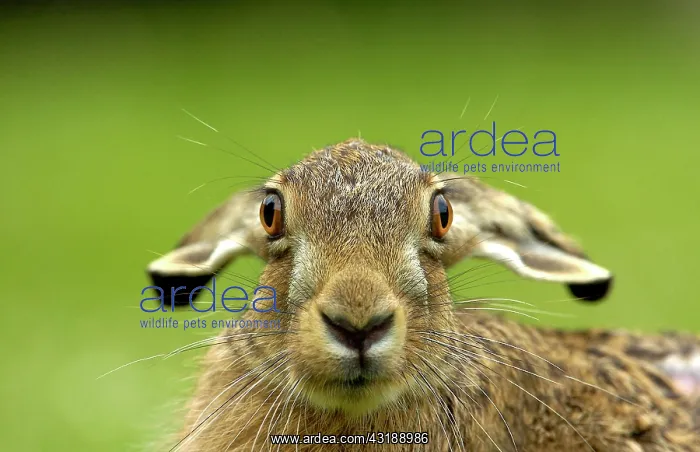: Young hare : Young hare