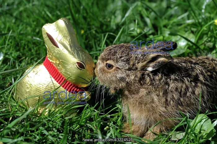 : Young Hare and chocolate Easter Bunny in the grass : Young Hare and chocolate Easter Bunny in the grass