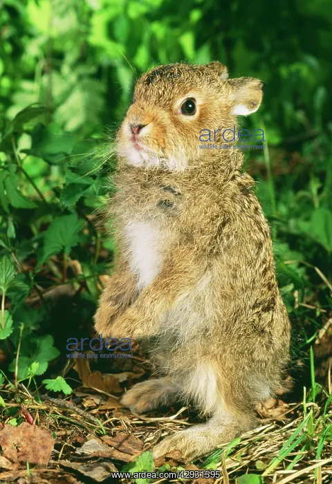 : Young Hare / Leveret - stands on hind legs : Young Hare / Leveret - stands on hind legs