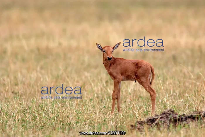 : Young Hartebeest : Young Hartebeest