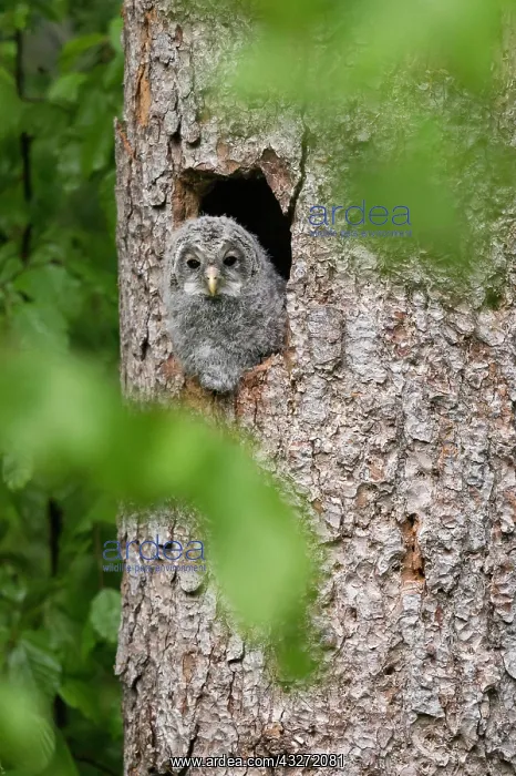 : Young hawk owl (Strix uralensis), looking out of : Young hawk owl (Strix uralensis), looking out of