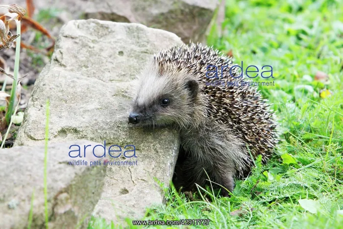: Young Hedgehog - climbing over rockery in garden : Young Hedgehog - climbing over rockery in garden