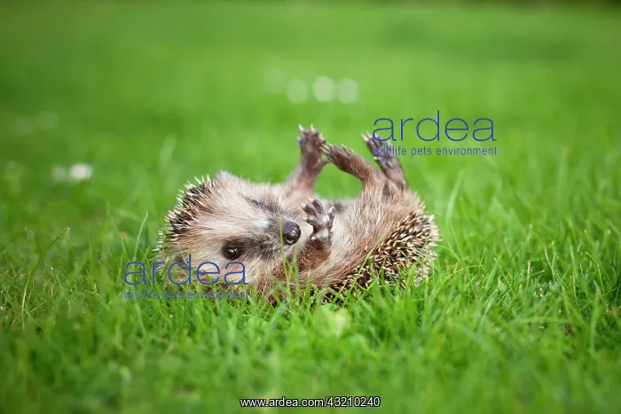 : Young hedgehog (Erinaceus europaeus) lying on its : Young hedgehog (Erinaceus europaeus) lying on its