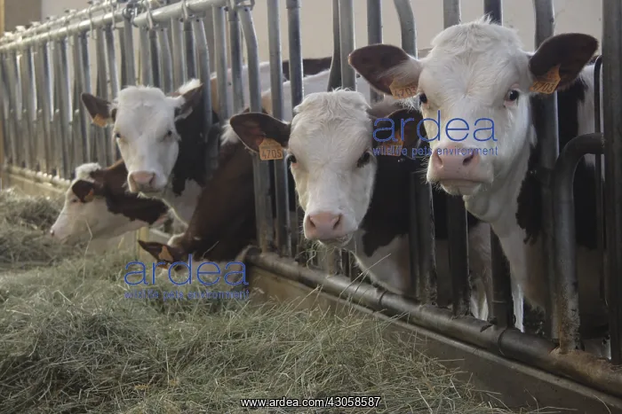 : Young Heifers in stable France : Young Heifers in stable France