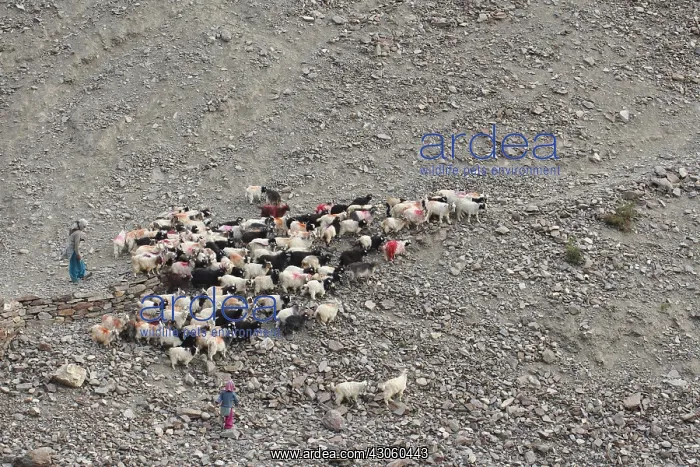 : Young herdsgirls and their herd of goats Zanskar India : Young herdsgirls and their herd of goats Zanskar India