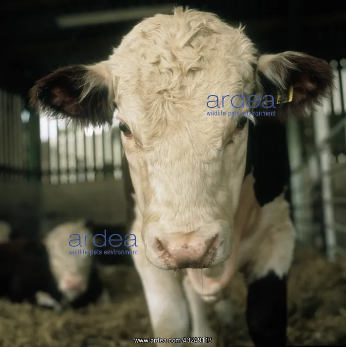 : Young Hereford bull : Young Hereford bull