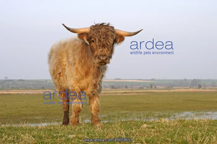 : Young Highland Cow in a marsh in the Bay of Somme France : Young Highland Cow in a marsh in the Bay of Somme France