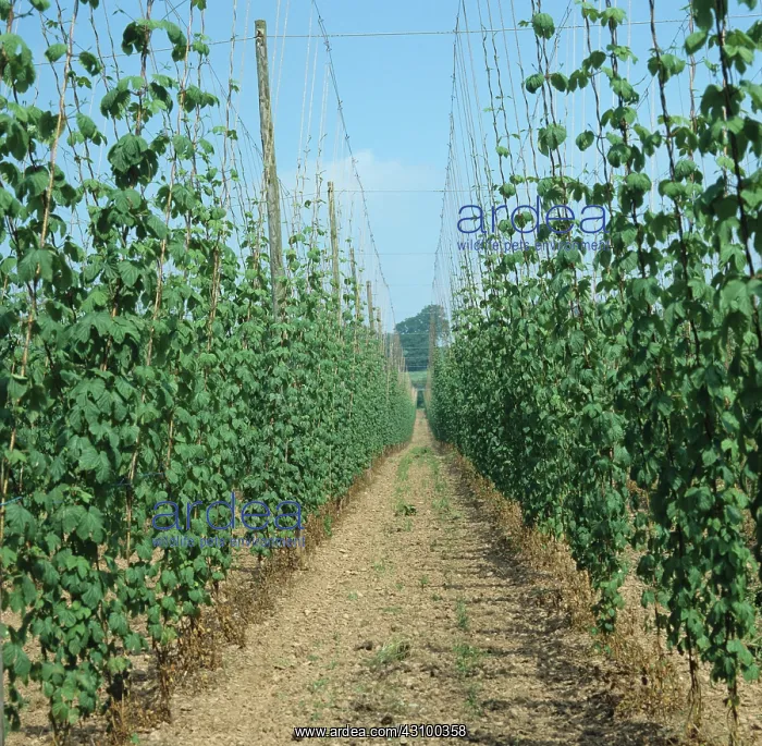  : Young hop bines