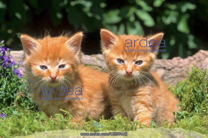 : Young house kittens : Young house kittens