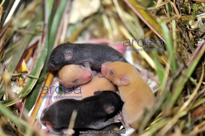 : Young House Mouse 12 days old in the nest : Young House Mouse 12 days old in the nest