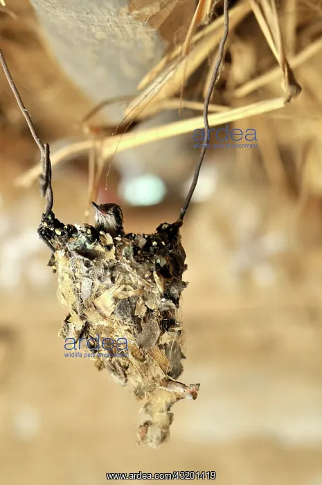 : Young hummingbird in a nest, Puesto La Guascha : Young hummingbird in a nest, Puesto La Guascha