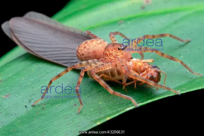 : Young huntsman spider (Heteropoda sp.) feasting : Young huntsman spider (Heteropoda sp.) feasting