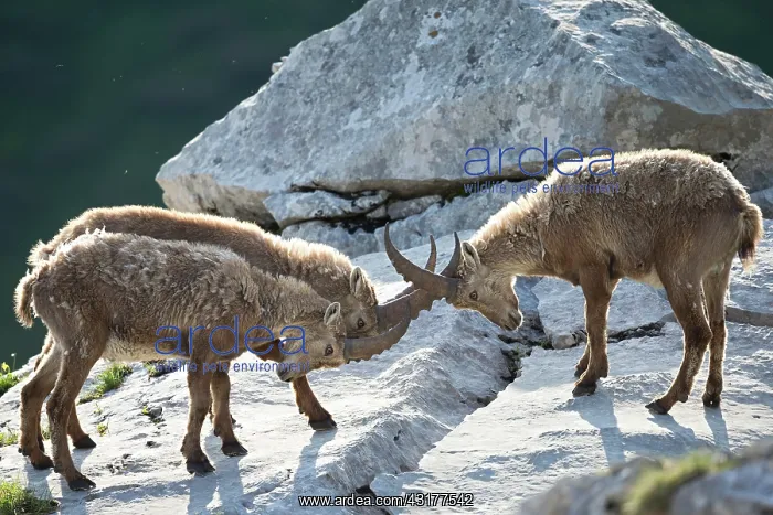 : Young Ibex ( Capra ibex) male playing fighting between : Young Ibex ( Capra ibex) male playing fighting between