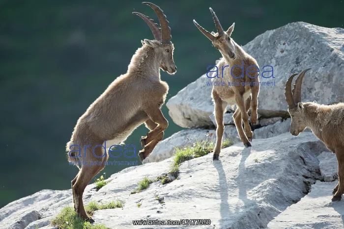 : Young Ibex ( Capra ibex) male playing fighting between : Young Ibex ( Capra ibex) male playing fighting between