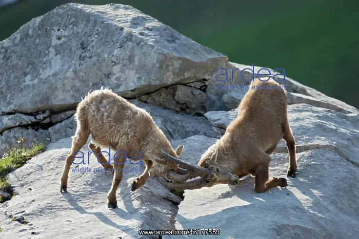 : Young Ibex ( Capra ibex) male playing fighting between : Young Ibex ( Capra ibex) male playing fighting between