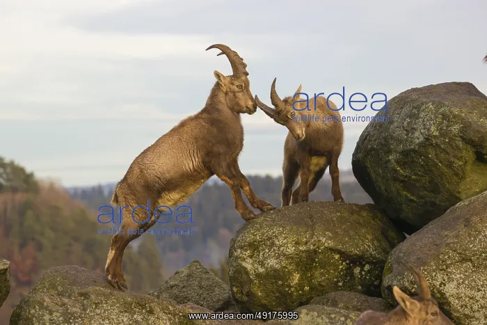 : Two young ibex (Capra ibex) playing on a rock : Two young ibex (Capra ibex) playing on a rock