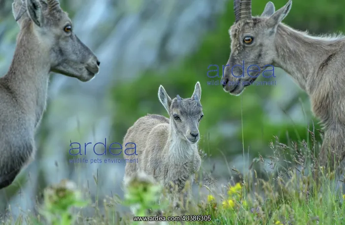 : Young Ibex, Part of family group of Alpine ibex : Young Ibex, Part of family group of Alpine ibex