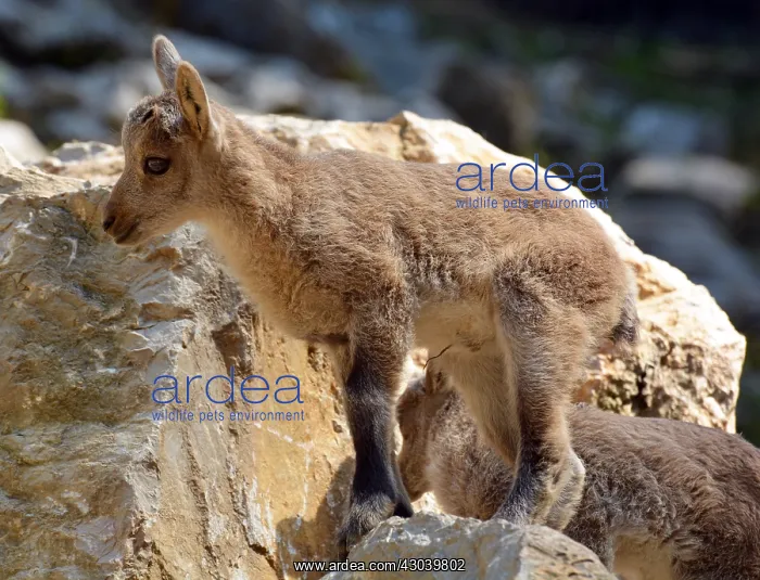  : Young Ibex on rocky slope. European mountains