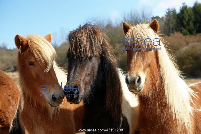 : Young Icelandic horses, stallions, Kerpen Eifel : Young Icelandic horses, stallions, Kerpen Eifel