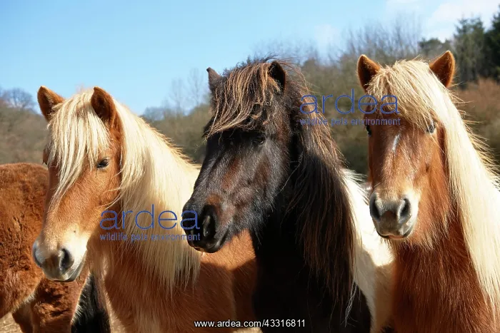 : Young Icelandic horses, stallions, Kerpen Eifel : Young Icelandic horses, stallions, Kerpen Eifel