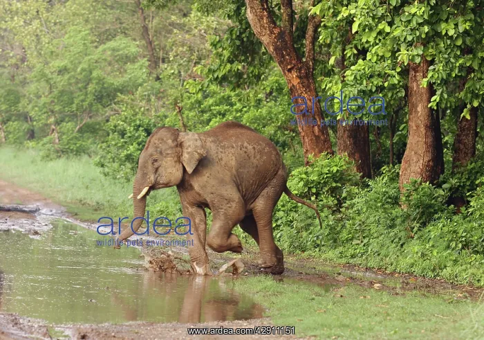 : Young Indian / Asian Elephant crossing the track : Young Indian / Asian Elephant crossing the track