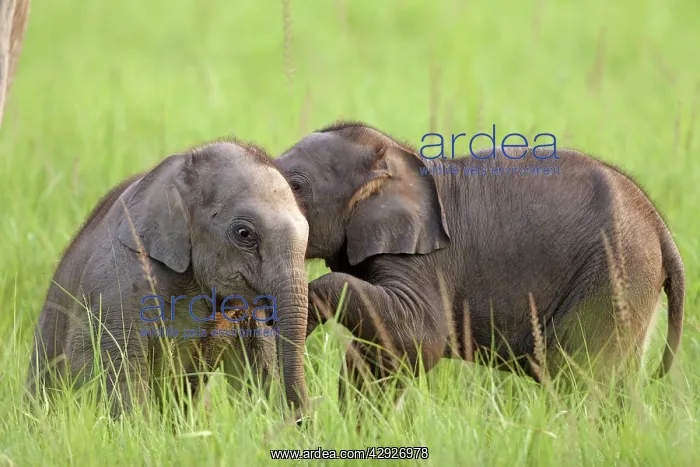  : Young Indian  /  Asian Elephant playing