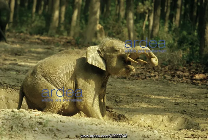 : Young Indian / Asian Elephant playing in the rain : Young Indian / Asian Elephant playing in the rain