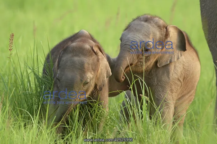  : Young Indian  /  Asian Elephants - playing