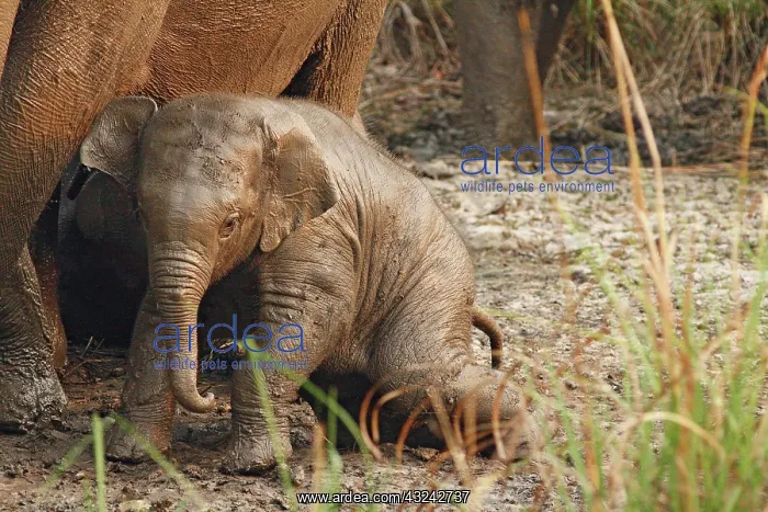 : Young one of Indian Elephant mud-wallowing, Corbett : Young one of Indian Elephant mud-wallowing, Corbett