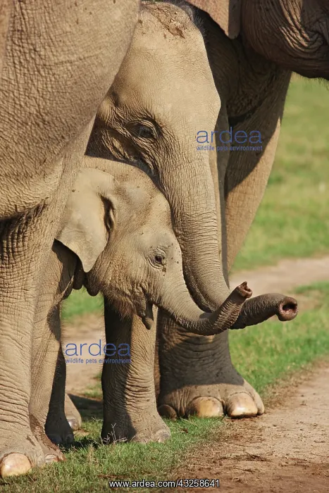 : Young Indian Elephants at play, Corbett National : Young Indian Elephants at play, Corbett National