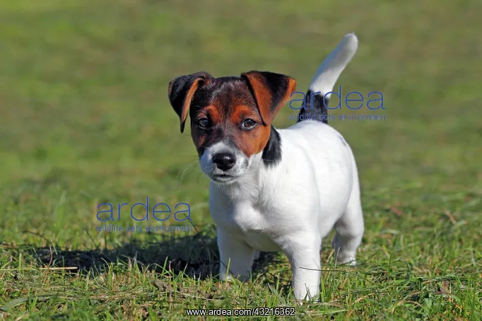 : Young Jack Russell Terrier dog (Canis lupus familiaris) : Young Jack Russell Terrier dog (Canis lupus familiaris)