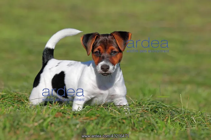 : Young Jack Russell Terrier dog (Canis lupus familiaris) : Young Jack Russell Terrier dog (Canis lupus familiaris)