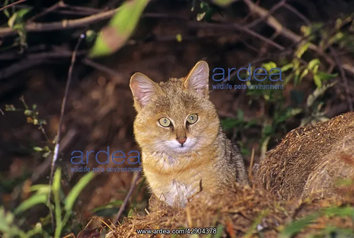 : Young Jungle Cat in the bush : Young Jungle Cat in the bush