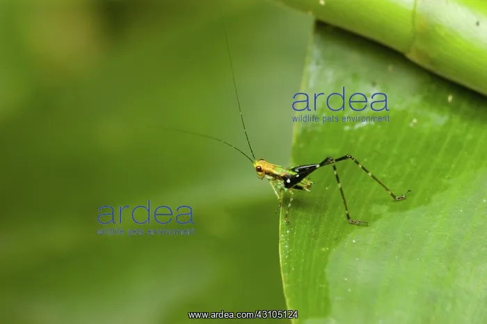 : Young Katydid : Young Katydid
