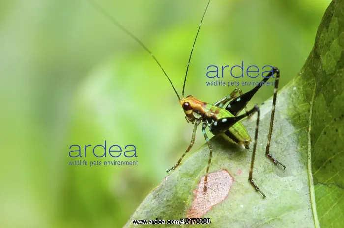 : Young Katydid, Peruvian Amazon : Young Katydid, Peruvian Amazon