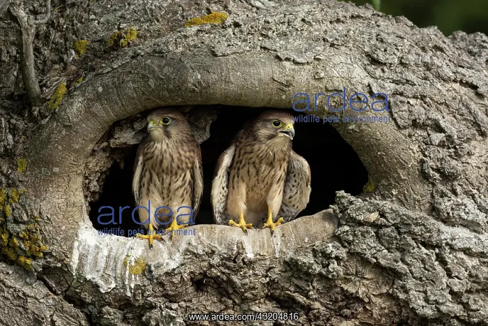: Young kestrels (Falco tinnunculus) in their nest : Young kestrels (Falco tinnunculus) in their nest