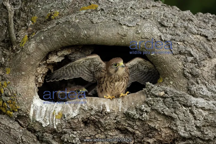 : Young kestrels (Falco tinnunculus) in their nest : Young kestrels (Falco tinnunculus) in their nest