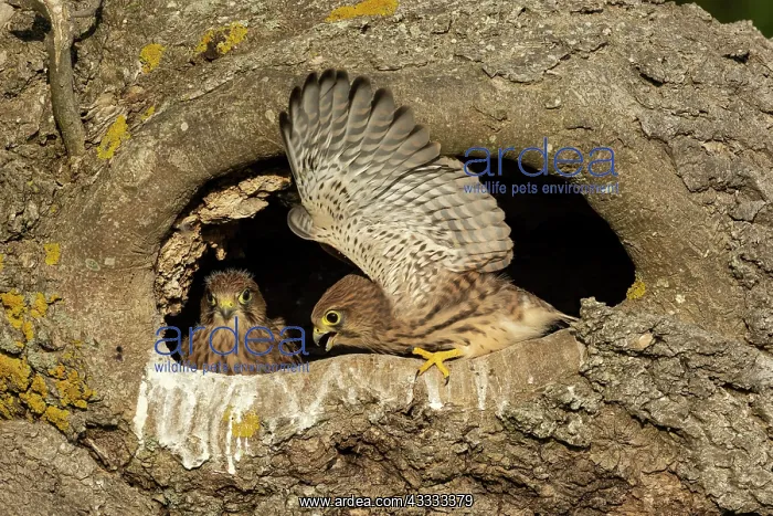 : Young kestrels (Falco tinnunculus) in their nest : Young kestrels (Falco tinnunculus) in their nest