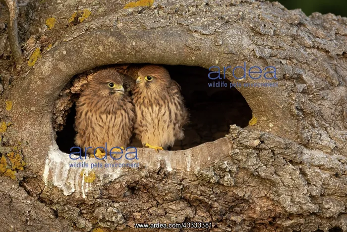 : Young kestrels (Falco tinnunculus) in their nest : Young kestrels (Falco tinnunculus) in their nest
