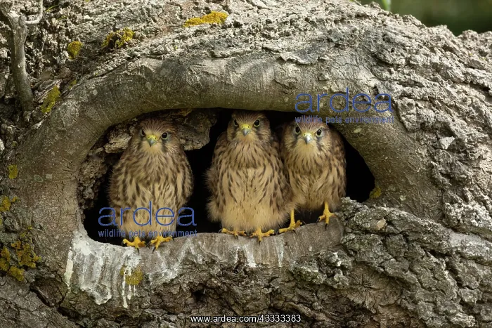 : Young kestrels (Falco tinnunculus) in their nest : Young kestrels (Falco tinnunculus) in their nest
