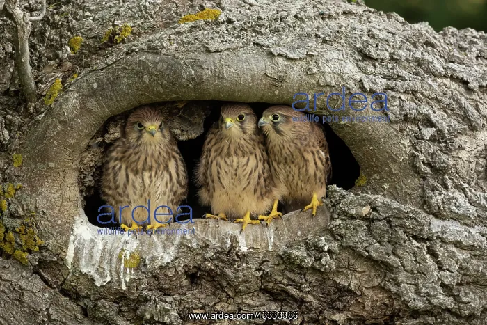 : Young kestrels (Falco tinnunculus) in their nest : Young kestrels (Falco tinnunculus) in their nest